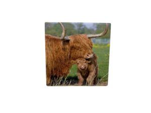 10x10 HIGHLAND COW COASTER