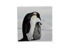 20x20 TRIVET PENGUINS