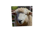 20x20 TRIVET SHEEP
